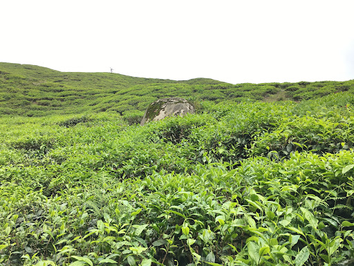 Cameron Highlands Cameron Highlands